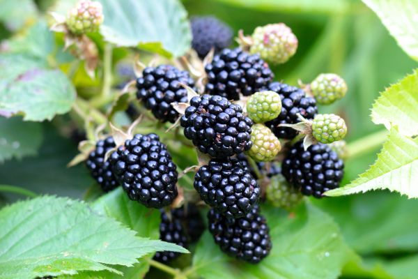 Blackberry Bush Removal in Williamsburg