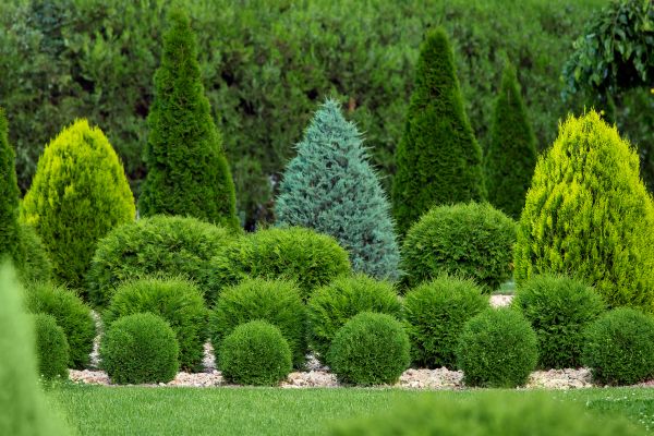 Cost of Bush Shaping Service in Williamsburg