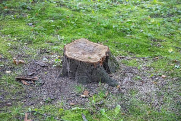 Bush Stump Removal in Williamsburg