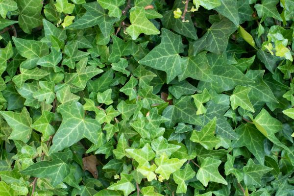 English Ivy Removal in Williamsburg