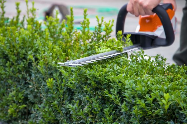 Hedge Pruning in Williamsburg