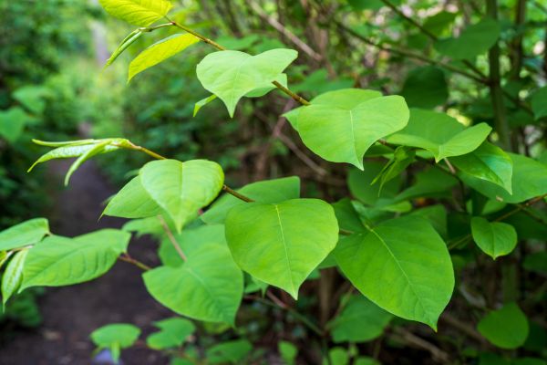 Cost of Invasive Plant Removal in Williamsburg