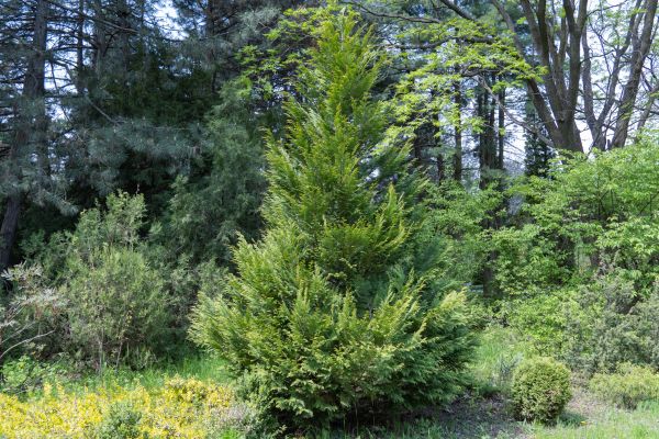 Juniper Pruning in Williamsburg