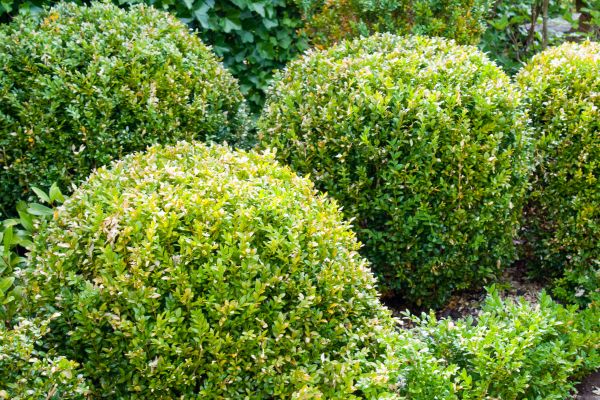Cost of Landscape Trimming Service in Williamsburg