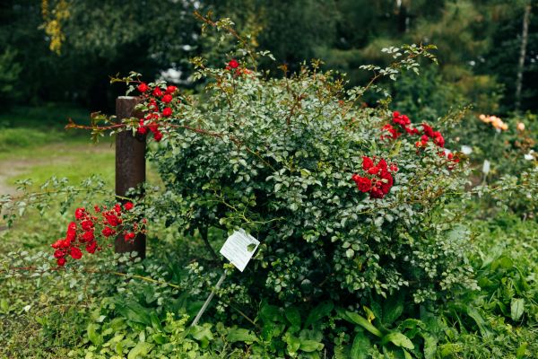 Rose Bush Removal in Williamsburg