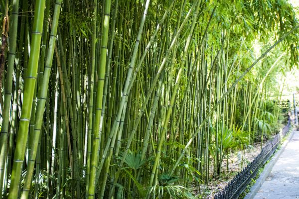 Cost of Bamboo Root Removal in Williamsburg