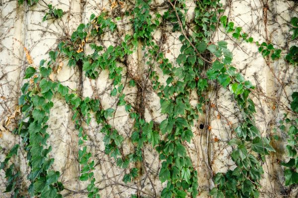 Cost of Vine Removal Service in Williamsburg