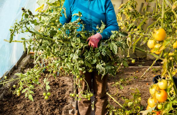 Cost of Garden Plant Removal in Williamsburg