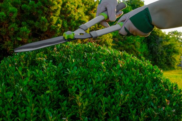 Cost of Topiary Shearing in Williamsburg