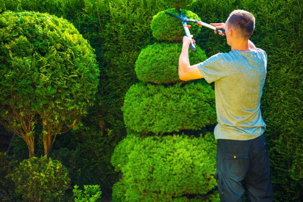Cost of Topiary Shaping in Williamsburg