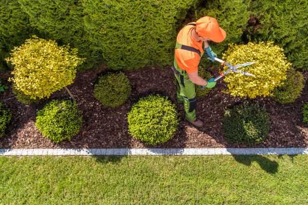 Cost of Topiary Trimming in Williamsburg