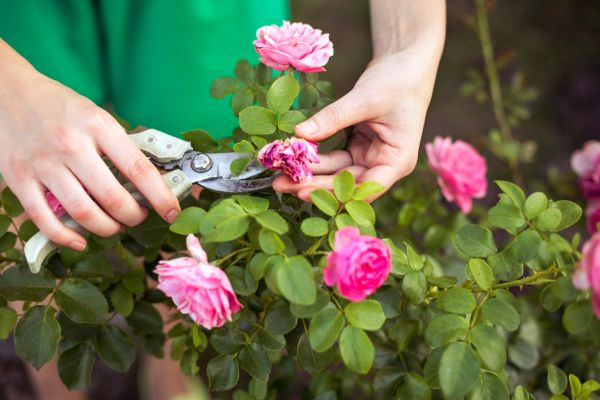 Cost of Rose Shearing in Williamsburg