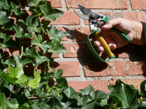 Cost of Ivy Removal Service in Williamsburg