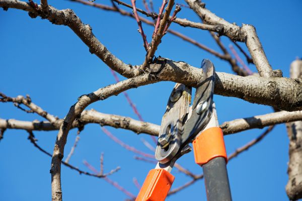 Cost of Selective Pruning in Williamsburg