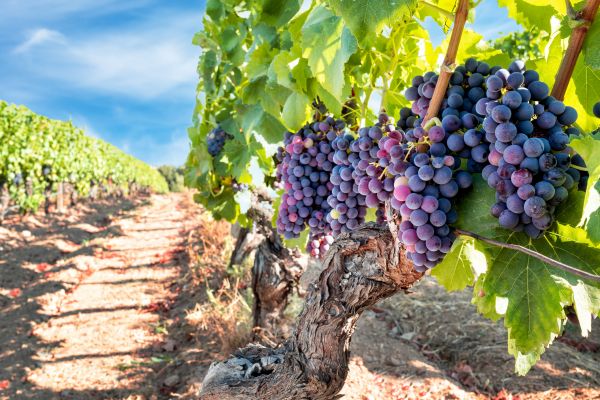Cost of Grapevine Pruning in Williamsburg