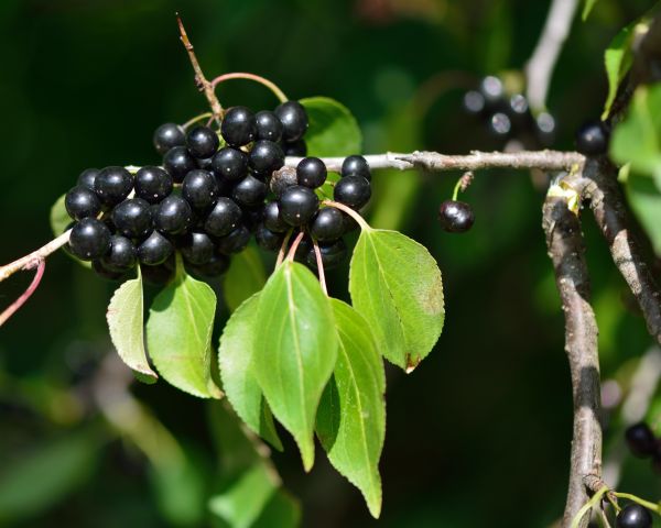 Buckthorn Removal in Williamsburg