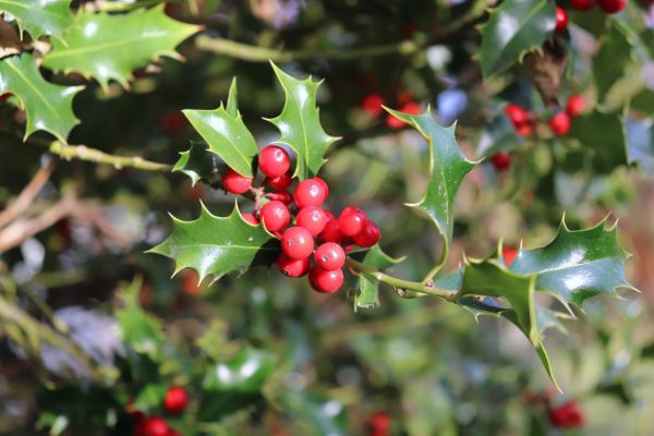 Holly Tree Trimming in Williamsburg