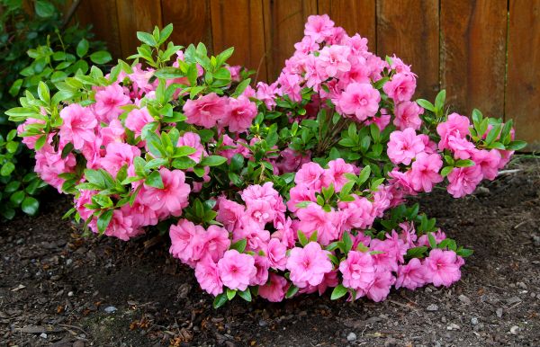 Cost of Azaleas Removal in Williamsburg
