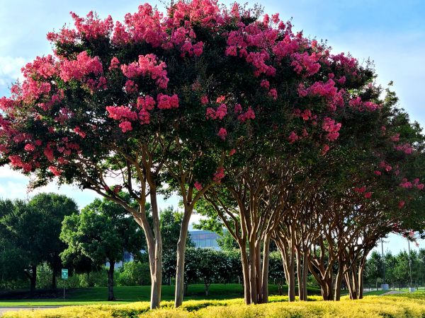 Cost of Crepe Myrtle Pruning in Williamsburg