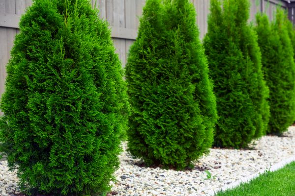 Arborvitae Pruning in Williamsburg