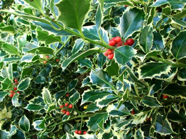 Holly Bushes Trimming in Williamsburg