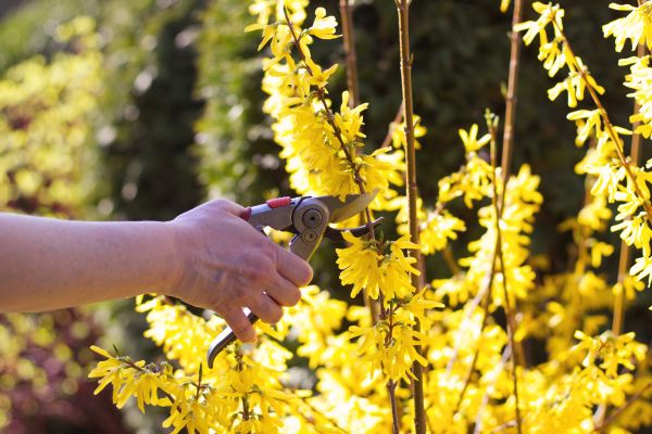 Forsythia Pruning in Williamsburg