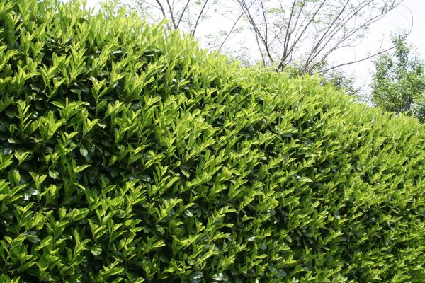 Cost of Laurel Shrub Removal in Williamsburg