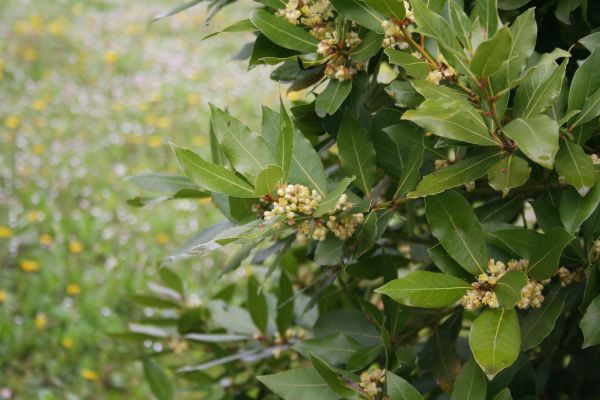 Cost of Laurel Trimming in Williamsburg