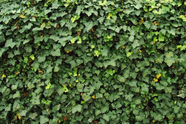 Cost of Ivy Pruning service in Williamsburg