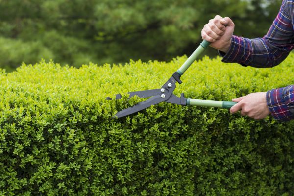 Evergreen Shrub Pruning in Williamsburg