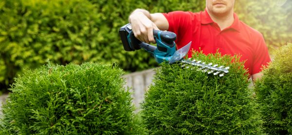 Cost of Hedge Shaping Service in Williamsburg