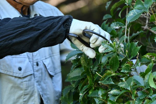 Holly Pruning in Williamsburg