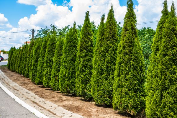 Cost of Arborvitae Shearing in Williamsburg