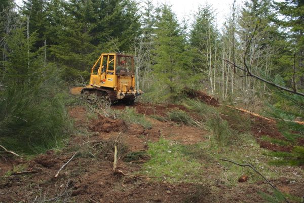 Cost of Shrubbery Clearing in Williamsburg
