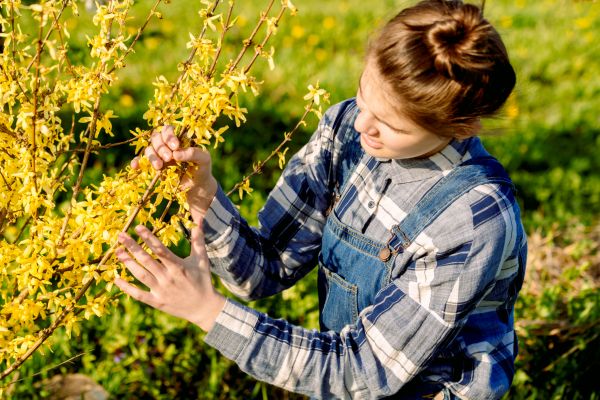 Forsythia Trimming in Williamsburg