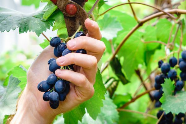 Cost of Vineyard Pruning in Williamsburg