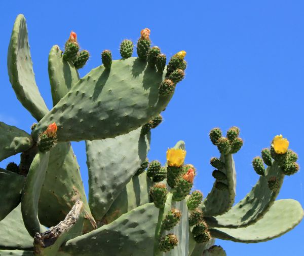 Cactus Removal in Williamsburg