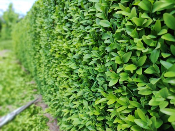Cost of Boxwood Pruning in Williamsburg