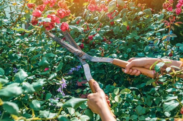 Knockout Roses Pruning in Williamsburg