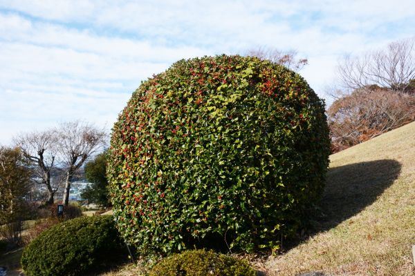 Holly Shrub Pruning in Williamsburg