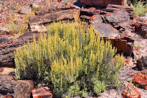 Cost of Sagebrush Removal in Williamsburg