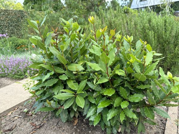 Cost of Laurel Hedge Trimming in Williamsburg