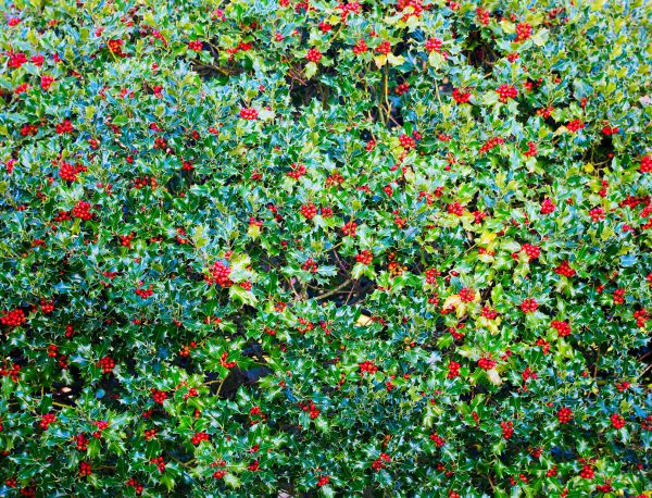 Cost of Holly Bush Removal in Williamsburg