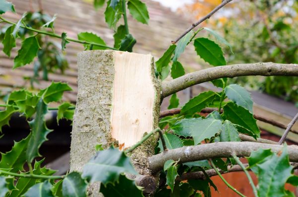 Cost of Holly Tree Removal in Williamsburg