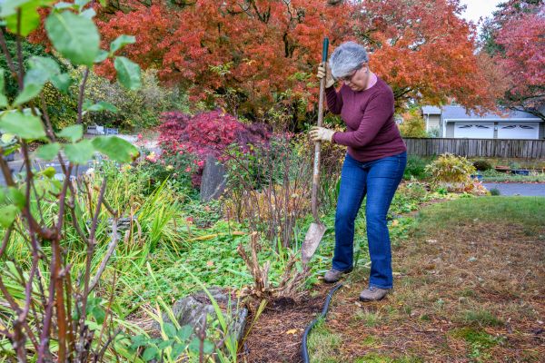 Cost of Dead Bush Removal in Williamsburg