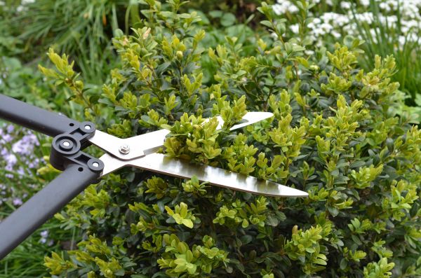 Cost of Boxwood Trimming in Williamsburg