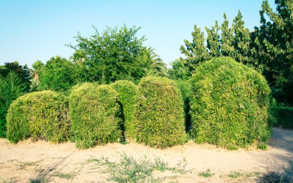 Cost of Bamboo Hedge Removal in Williamsburg