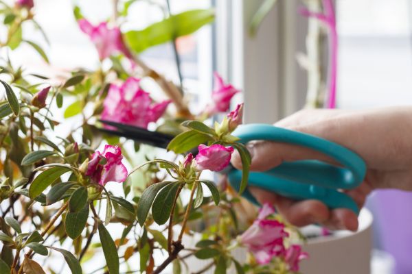 Azalea Pruning in Williamsburg