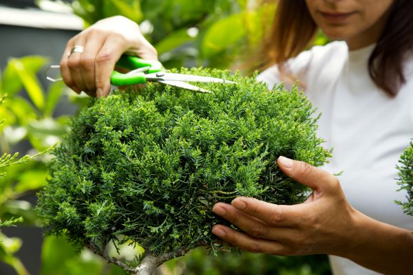 Juniper Shrub Pruning in Williamsburg