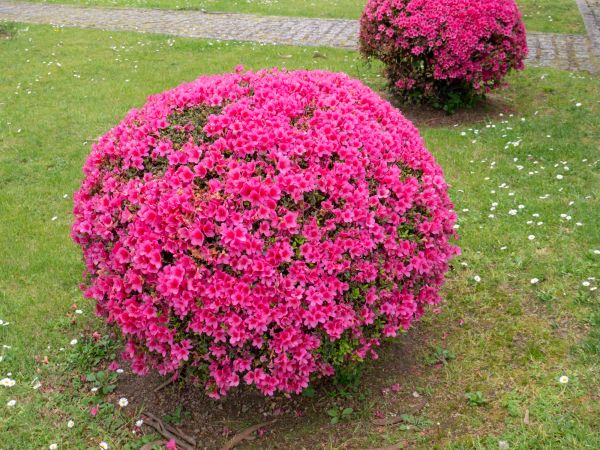 Rhododendron Pruning in Williamsburg